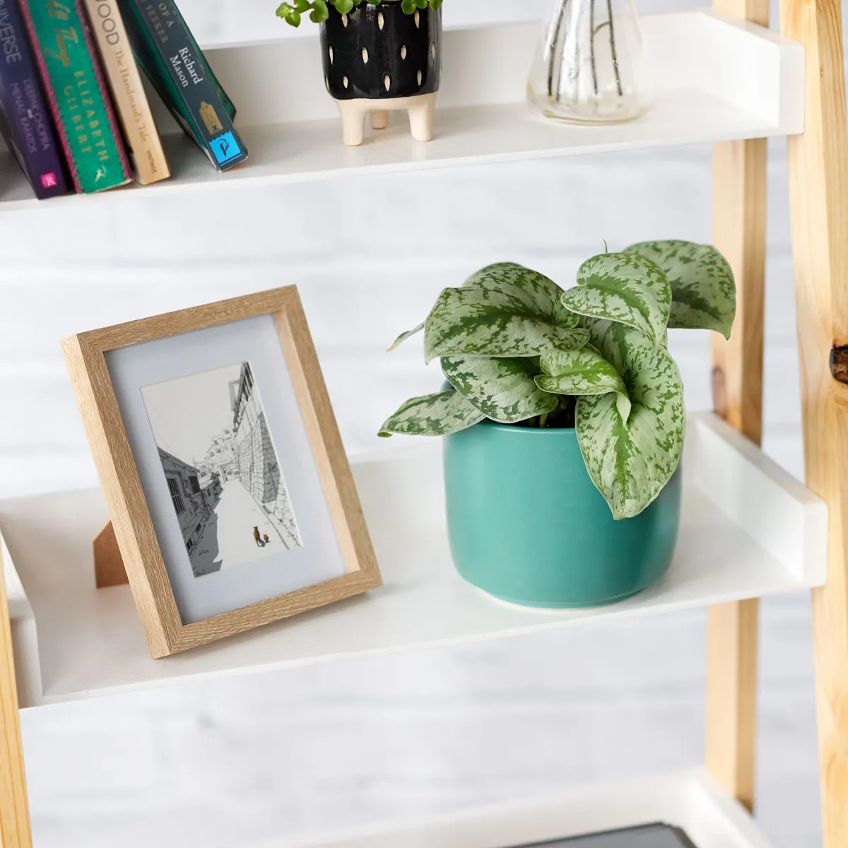 Pothos - Silver Splash