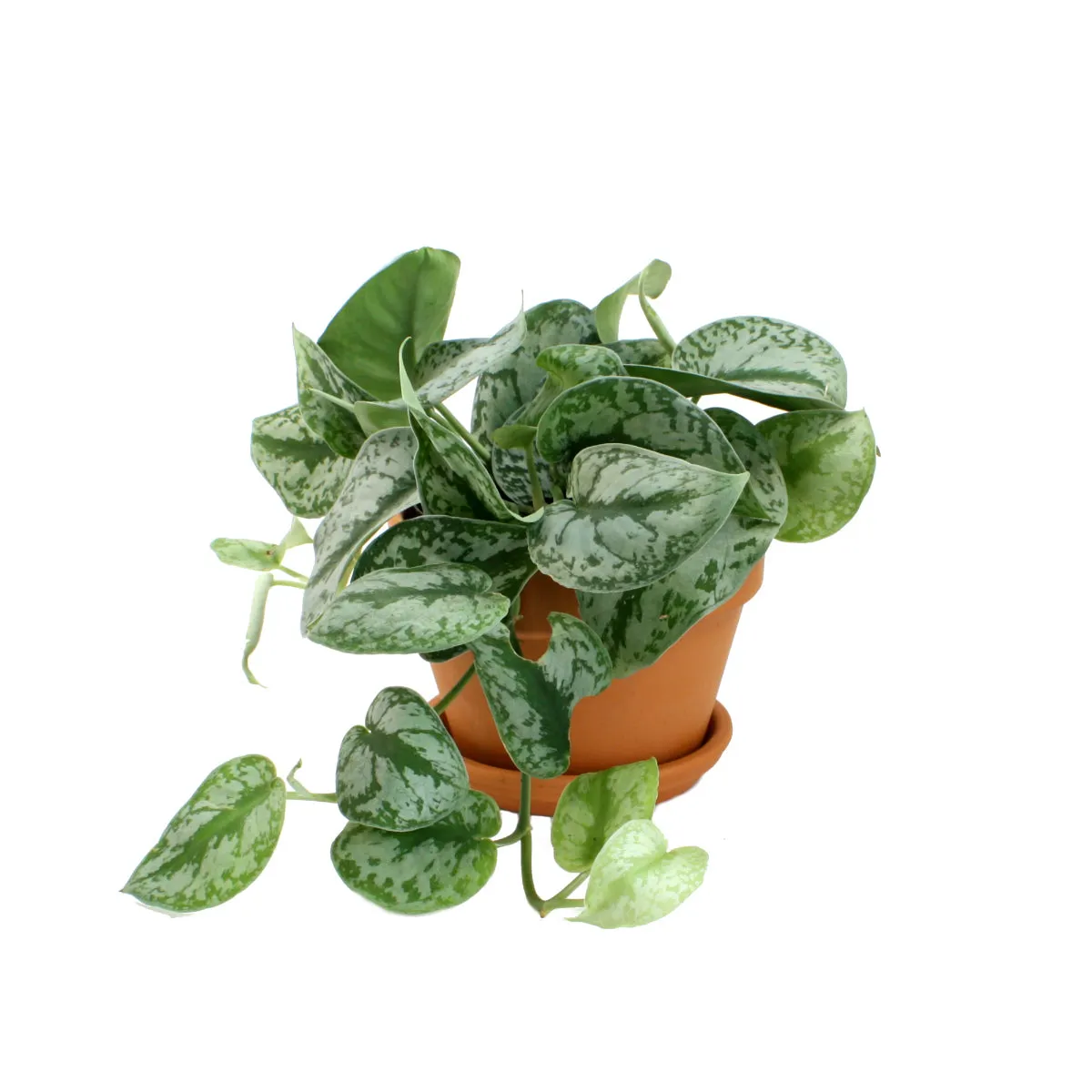 Pothos - Silver Splash