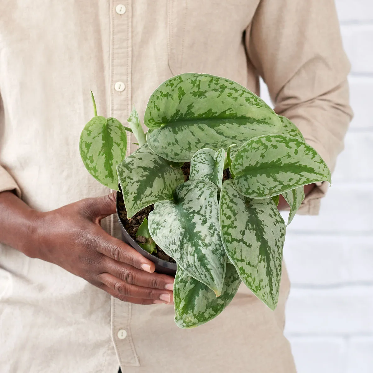 Pothos - Silver Splash