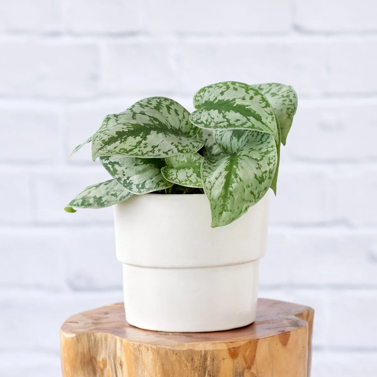 Pothos - Silver Splash